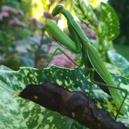 Penzion La Bachole